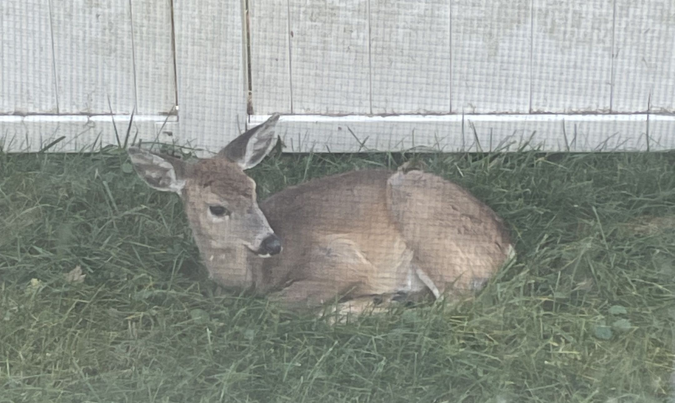 A deer i found outside my kitchen window.
